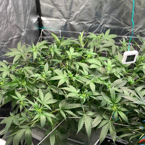 Moby dick XXL  [auto] growlog timeline photo