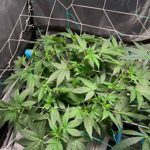 Moby dick XXL  [auto] growlog timeline photo