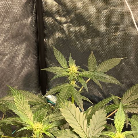 Moby dick XXL  [auto] growlog timeline photo