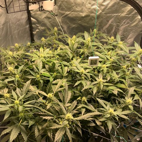 Moby dick XXL  [auto] growlog timeline photo
