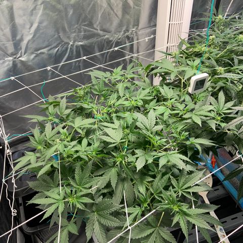 Moby dick XXL  [auto] growlog timeline photo