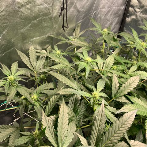 Moby dick XXL  [auto] growlog timeline photo