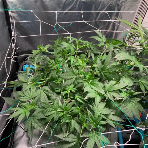 Moby dick XXL  [auto] growlog timeline photo