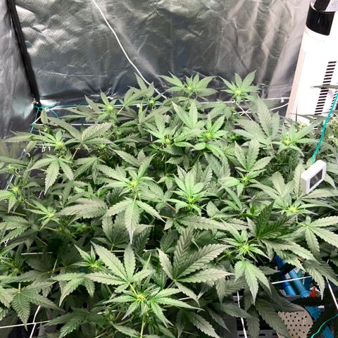 Moby dick XXL  [auto] growlog timeline photo