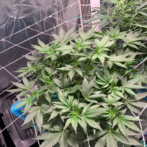 Moby dick XXL  [auto] growlog timeline photo