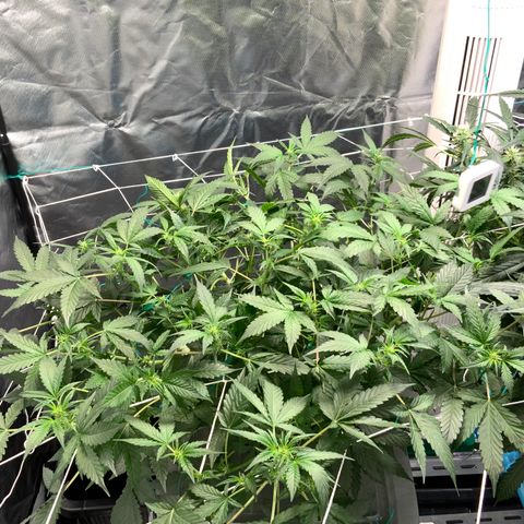 Moby dick XXL  [auto] growlog timeline photo