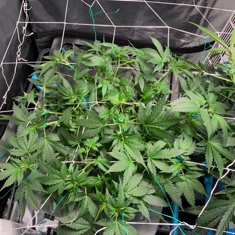 Moby dick XXL  [auto] growlog timeline photo
