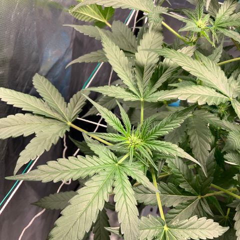 Moby dick XXL  [auto] growlog timeline photo