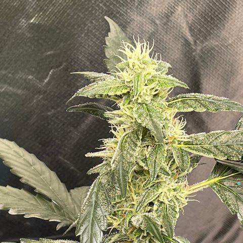 Moby dick XXL  [auto] growlog timeline photo