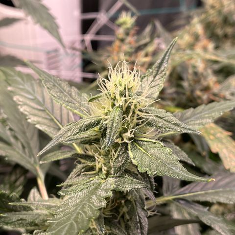 Moby dick XXL  [auto] growlog timeline photo