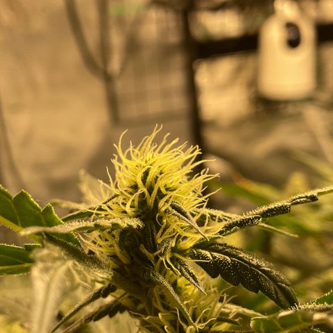 Moby dick XXL  [auto] growlog timeline photo