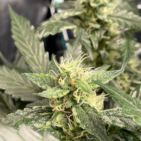 Moby dick XXL  [auto] growlog timeline photo