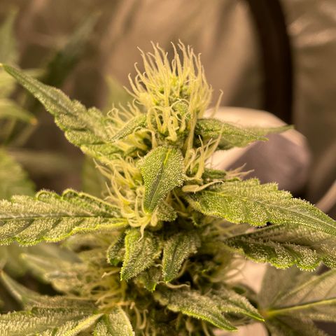 Moby dick XXL  [auto] growlog timeline photo