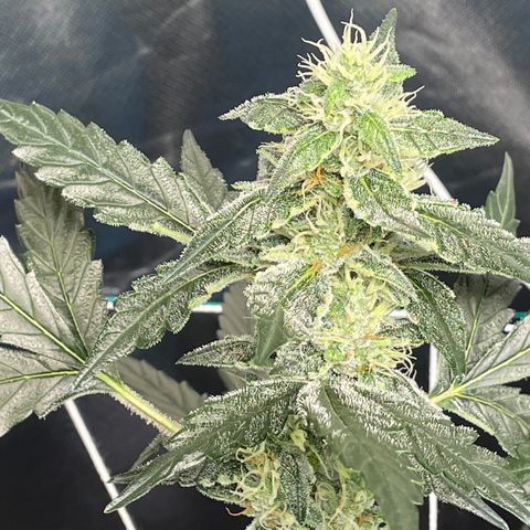 Moby dick XXL  [auto] growlog timeline photo