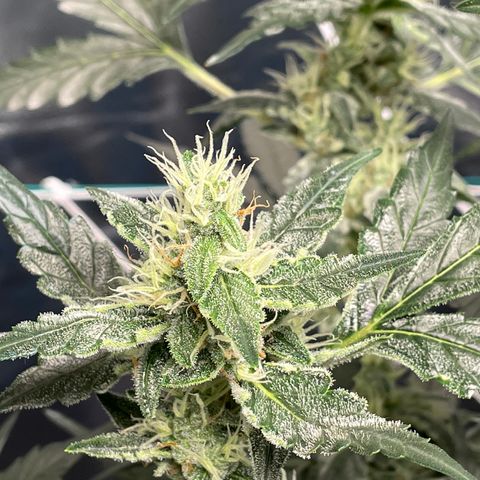Moby dick XXL  [auto] growlog timeline photo