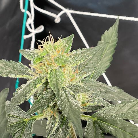 Moby dick XXL  [auto] growlog timeline photo