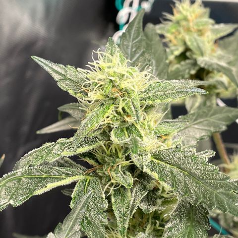 Moby dick XXL  [auto] growlog timeline photo