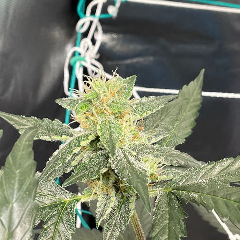 Moby dick XXL  [auto] growlog timeline photo