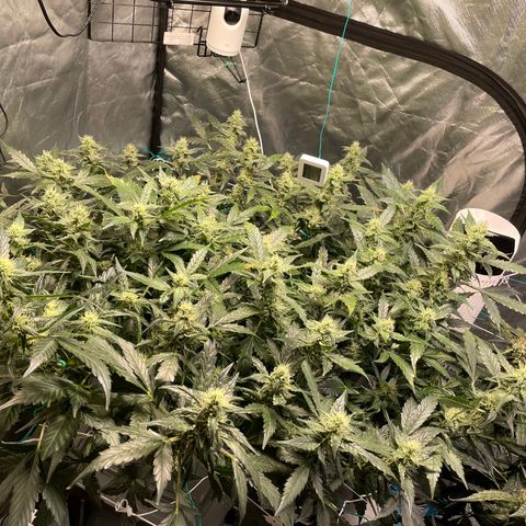 Moby dick XXL  [auto] growlog timeline photo