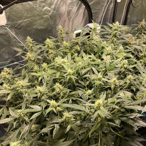 Moby dick XXL  [auto] growlog timeline photo