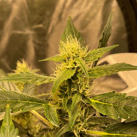 Moby dick XXL  [auto] growlog timeline photo