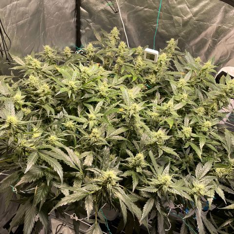 Moby dick XXL  [auto] growlog timeline photo
