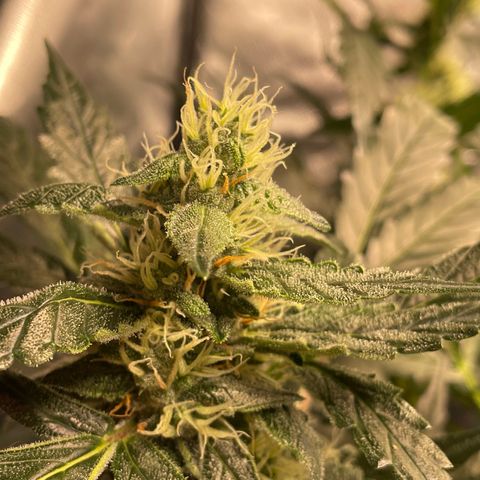 Moby dick XXL  [auto] growlog timeline photo