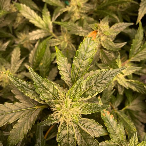 Moby dick XXL  [auto] growlog timeline photo