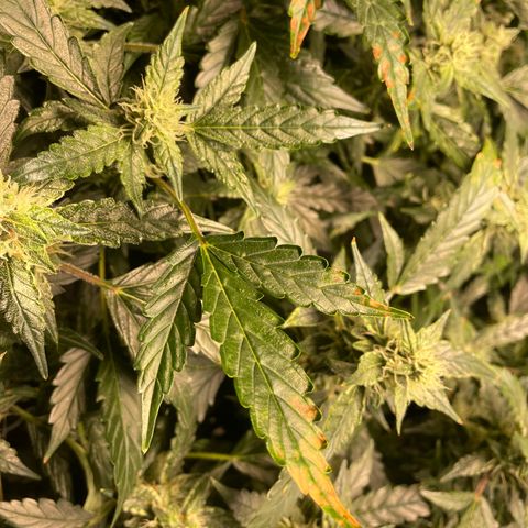 Moby dick XXL  [auto] growlog timeline photo
