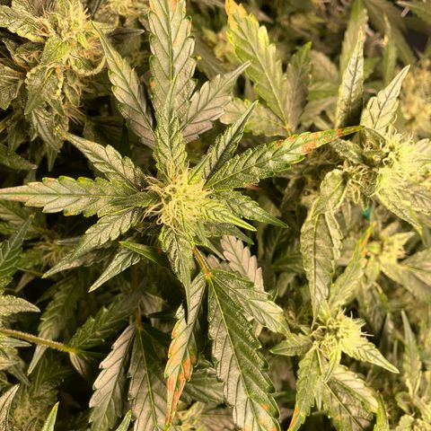 Moby dick XXL  [auto] growlog timeline photo