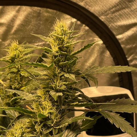 Moby dick XXL  [auto] growlog timeline photo