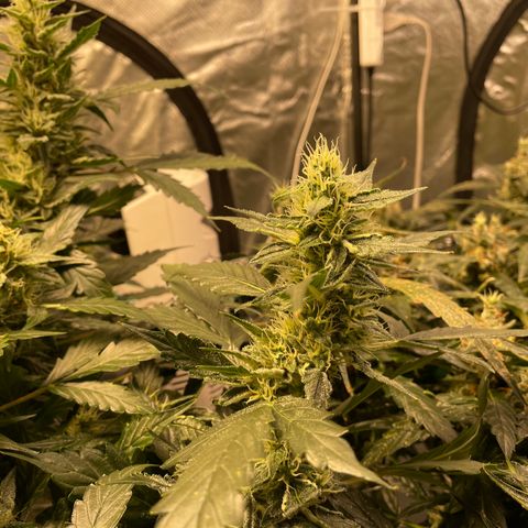 Moby dick XXL  [auto] growlog timeline photo