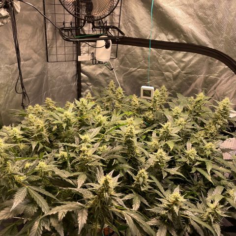 Moby dick XXL  [auto] growlog timeline photo