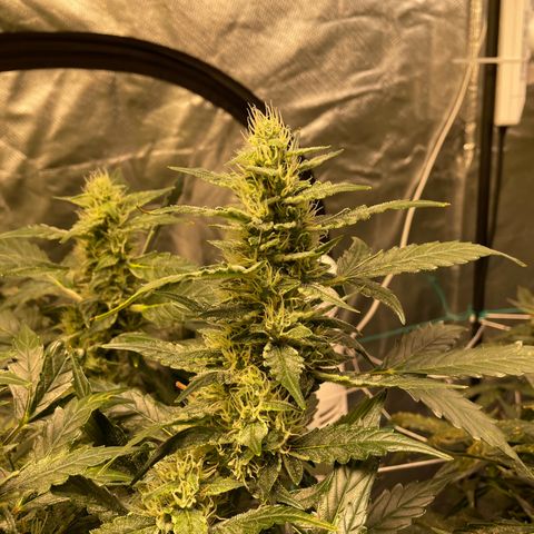 Moby dick XXL  [auto] growlog timeline photo