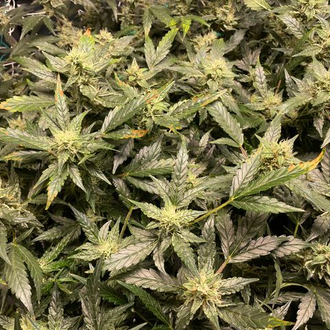 Moby dick XXL  [auto] growlog timeline photo