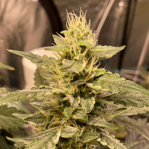 Moby dick XXL  [auto] growlog timeline photo