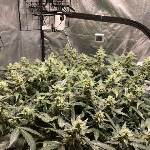 Moby dick XXL  [auto] growlog timeline photo