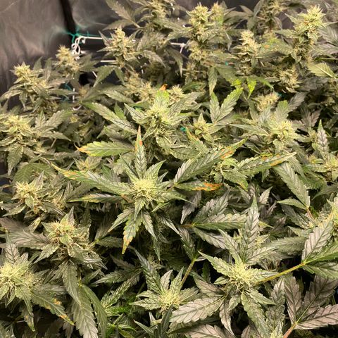 Moby dick XXL  [auto] growlog timeline photo