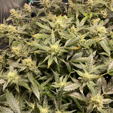 Moby dick XXL  [auto] growlog timeline photo