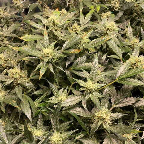 Moby dick XXL  [auto] growlog timeline photo
