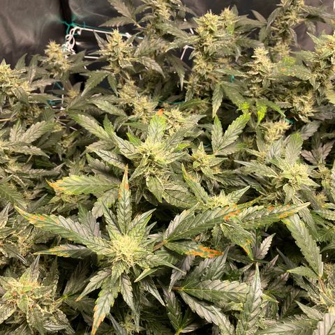 Moby dick XXL  [auto] growlog timeline photo