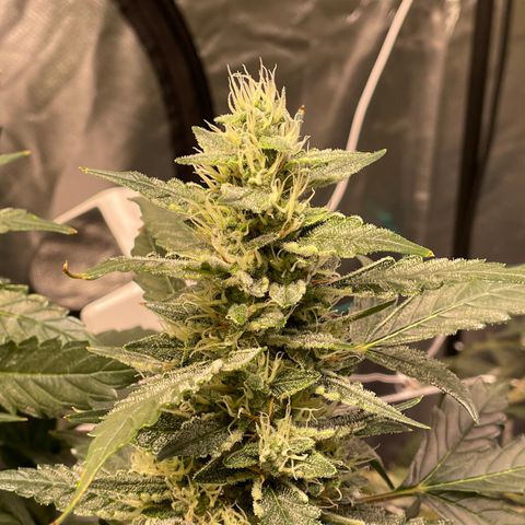 Moby dick XXL  [auto] growlog timeline photo