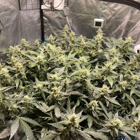 Moby dick XXL  [auto] growlog timeline photo