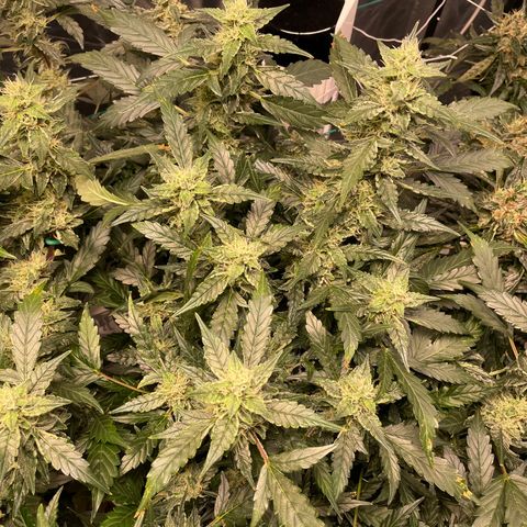Moby dick XXL  [auto] growlog timeline photo