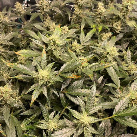 Moby dick XXL  [auto] growlog timeline photo