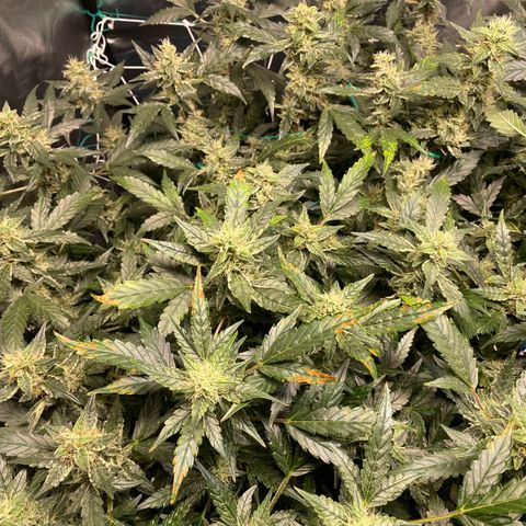 Moby dick XXL  [auto] growlog timeline photo