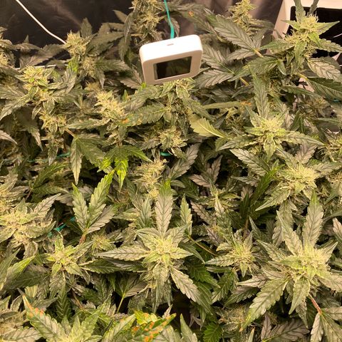 Moby dick XXL  [auto] growlog timeline photo