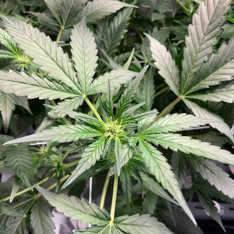 Moby dick XXL  [auto] growlog timeline photo