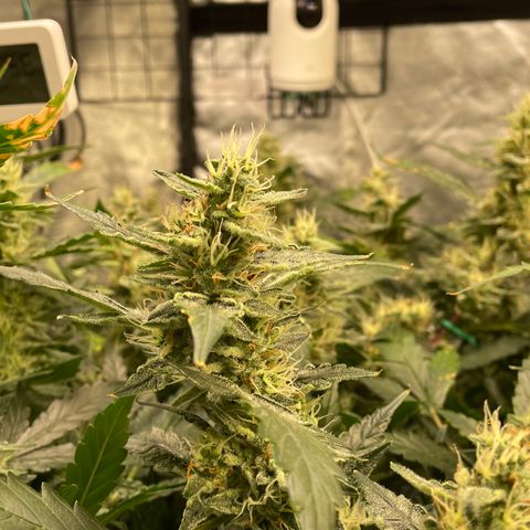 Moby dick XXL  [auto] growlog timeline photo