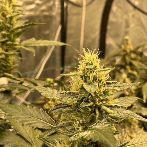 Moby dick XXL  [auto] growlog timeline photo